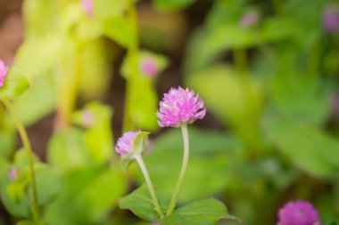 Renkli çiçeklerin arkaplan resmi, arka plan doğası