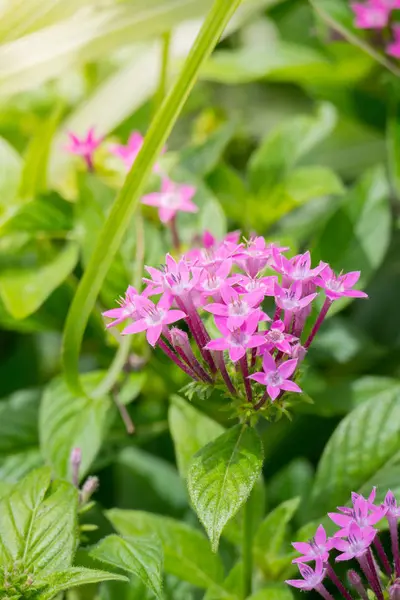 Renkli çiçeklerin arkaplan resmi, arka plan doğası