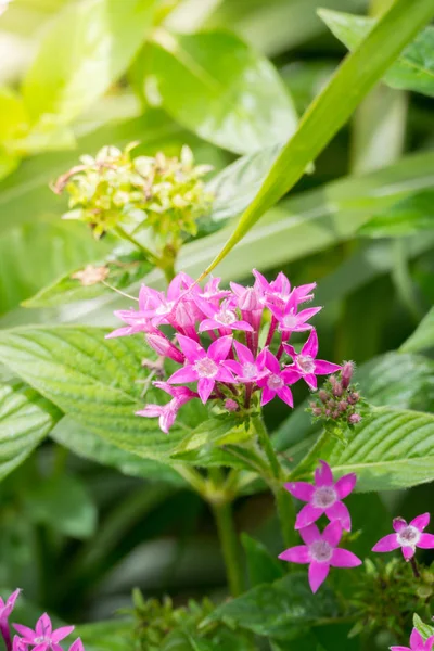 Renkli çiçeklerin arkaplan resmi, arka plan doğası