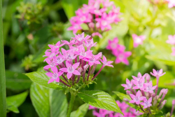 Renkli çiçeklerin arkaplan resmi, arka plan doğası