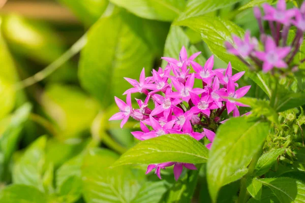 Renkli çiçeklerin arkaplan resmi, arka plan doğası