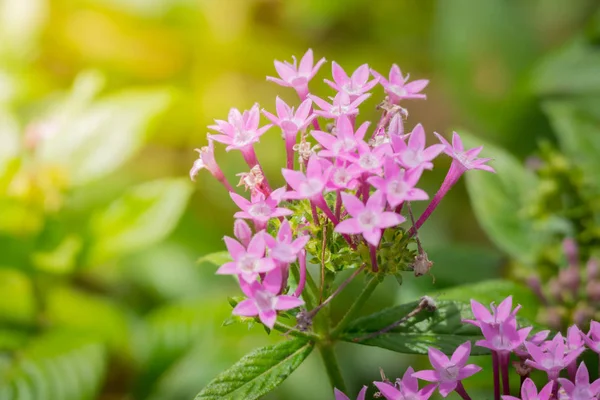 Renkli çiçeklerin arkaplan resmi, arka plan doğası