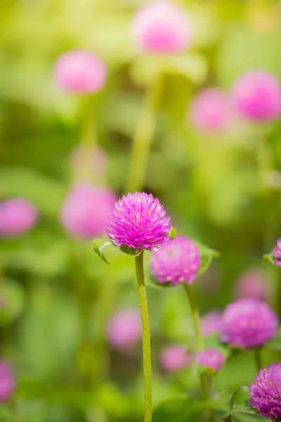 Background Image Colorful Flowers Background Nature — Stock Photo, Image