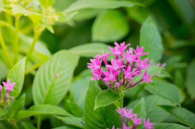 Renkli çiçeklerin arkaplan resmi, arka plan doğası