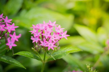 Renkli çiçeklerin arkaplan resmi, arka plan doğası