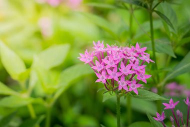 Renkli çiçeklerin arkaplan resmi, arka plan doğası