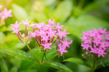 Renkli çiçeklerin arkaplan resmi, arka plan doğası