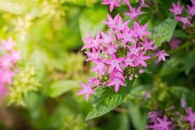 Renkli çiçeklerin arkaplan resmi, arka plan doğası