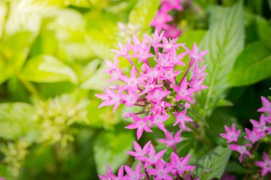 Renkli çiçeklerin arkaplan resmi, arka plan doğası