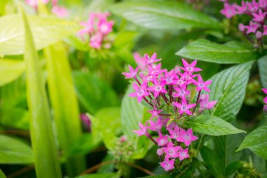 Renkli çiçeklerin arkaplan resmi, arka plan doğası