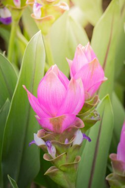 Renkli çiçeklerin arkaplan resmi, arka plan doğası