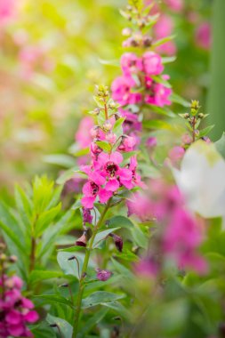 Renkli çiçeklerin arkaplan resmi, arka plan doğası