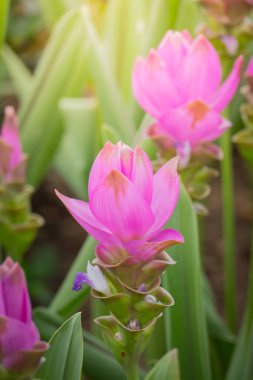 Renkli çiçeklerin arkaplan resmi, arka plan doğası