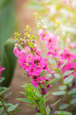 Renkli çiçeklerin arkaplan resmi, arka plan doğası