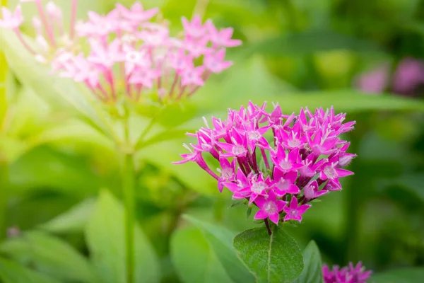 Renkli çiçeklerin arkaplan resmi, arka plan doğası