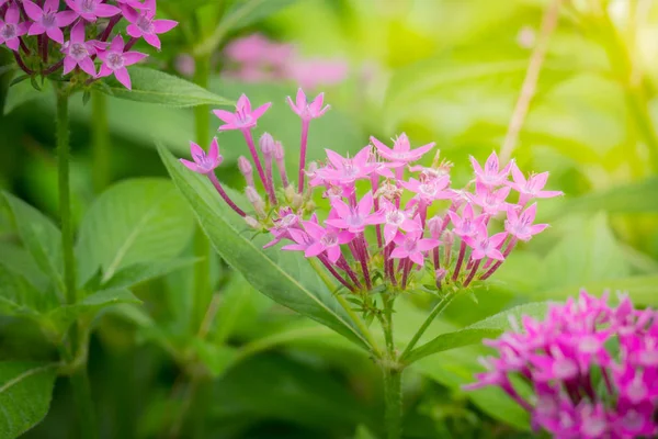 Renkli çiçeklerin arkaplan resmi, arka plan doğası