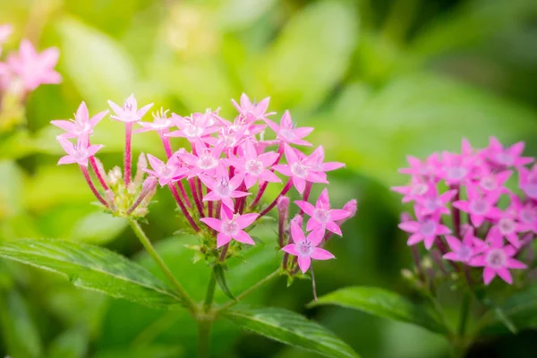 Renkli çiçeklerin arkaplan resmi, arka plan doğası