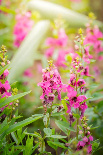 Image Fond Des Fleurs Colorées Fond Nature — Photo