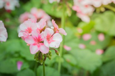 Renkli çiçeklerin arkaplan resmi, arka plan doğası
