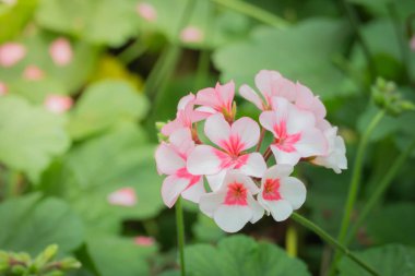 Renkli çiçeklerin arkaplan resmi, arka plan doğası