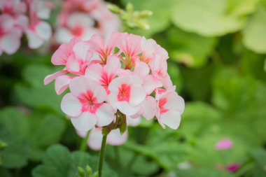 Renkli çiçeklerin arkaplan resmi, arka plan doğası