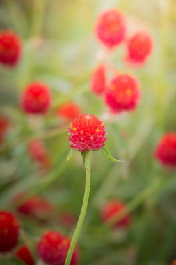 Renkli çiçeklerin arkaplan resmi, arka plan doğası