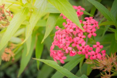 Renkli çiçeklerin arkaplan resmi, arka plan doğası
