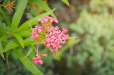 Renkli çiçeklerin arkaplan resmi, arka plan doğası