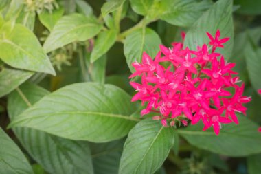 Renkli çiçeklerin arkaplan resmi, arka plan doğası