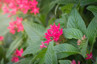 Renkli çiçeklerin arkaplan resmi, arka plan doğası