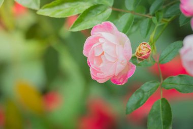 Renkli çiçeklerin arkaplan resmi, arka plan doğası
