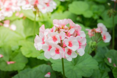 Renkli çiçeklerin arkaplan resmi, arka plan doğası