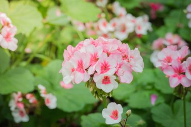 Renkli çiçeklerin arkaplan resmi, arka plan doğası