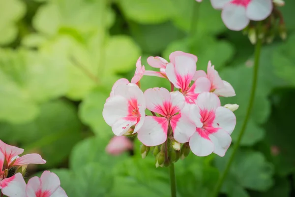 Das Hintergrundbild Der Bunten Blumen Hintergrund Natur — Stockfoto