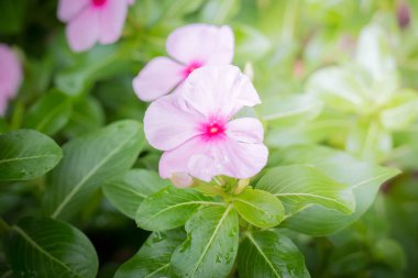 Renkli çiçeklerin arkaplan resmi, arka plan doğası