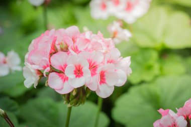 Renkli çiçeklerin arkaplan resmi, arka plan doğası