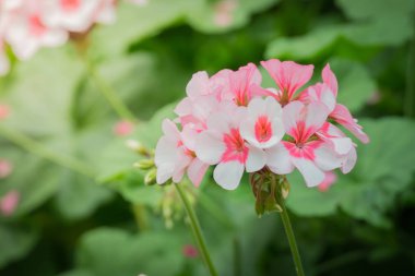 Renkli çiçeklerin arkaplan resmi, arka plan doğası