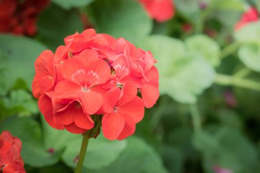 Renkli çiçeklerin arkaplan resmi, arka plan doğası