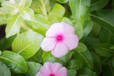 Renkli çiçeklerin arkaplan resmi, arka plan doğası