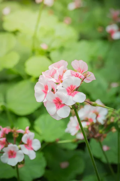 Imagen Fondo Las Flores Colores Naturaleza Fondo — Foto de Stock