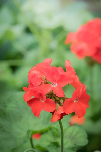 Imagen Fondo Las Flores Colores Naturaleza Fondo —  Fotos de Stock