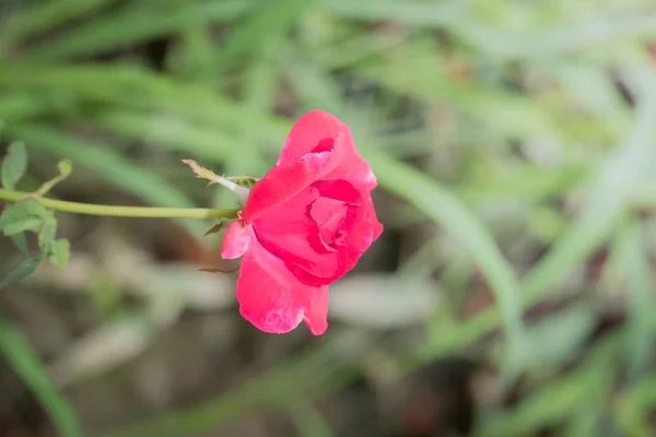 Das Hintergrundbild Der Bunten Blumen Hintergrund Natur — Stockfoto