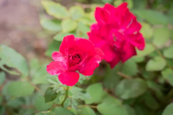 色とりどりの花の背景イメージ 背景自然 — ストック写真