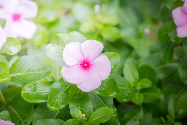 Imagem Fundo Das Flores Coloridas Natureza Fundo — Fotografia de Stock