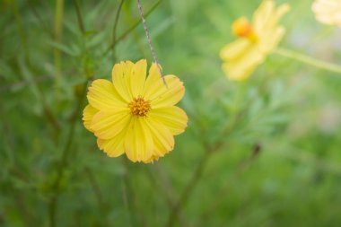 Renkli çiçeklerin arkaplan resmi, arka plan doğası