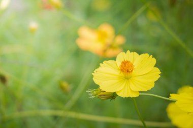 Renkli çiçeklerin arkaplan resmi, arka plan doğası