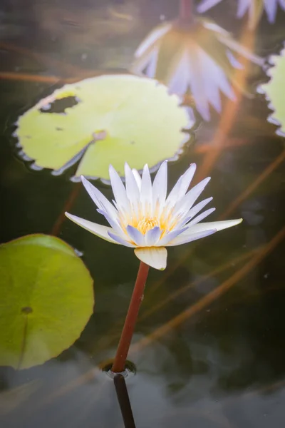 Imagem Fundo Das Flores Coloridas Natureza Fundo — Fotografia de Stock