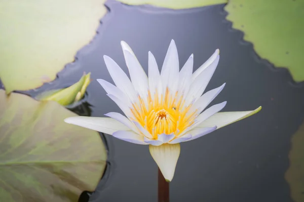 色とりどりの花の背景イメージ 背景自然 — ストック写真