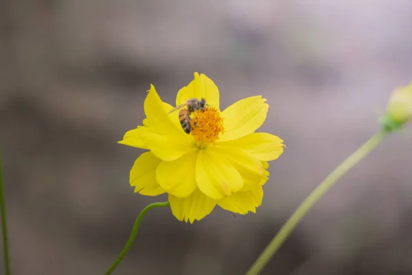 Achtergrond Afbeelding Van Kleurrijke Bloemen Achtergrond Natuur — Stockfoto