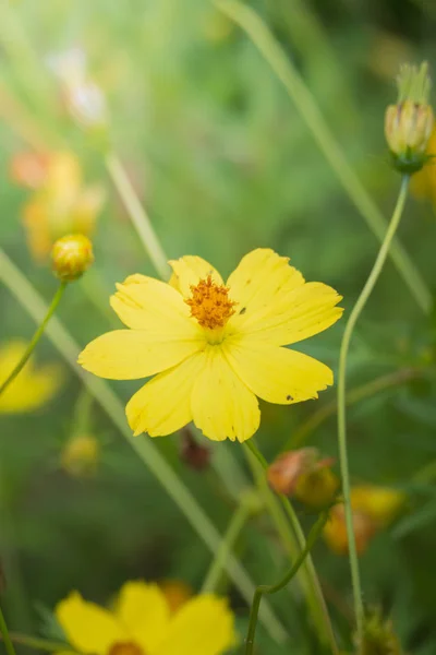 Achtergrond Afbeelding Van Kleurrijke Bloemen Achtergrond Natuur — Stockfoto